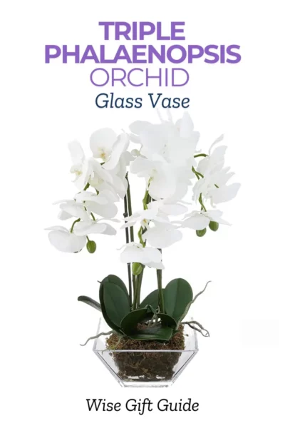 50 Best Gifts For Mother-In-Law 34 Triple Phalaenopsis Orchid in Glass Vase